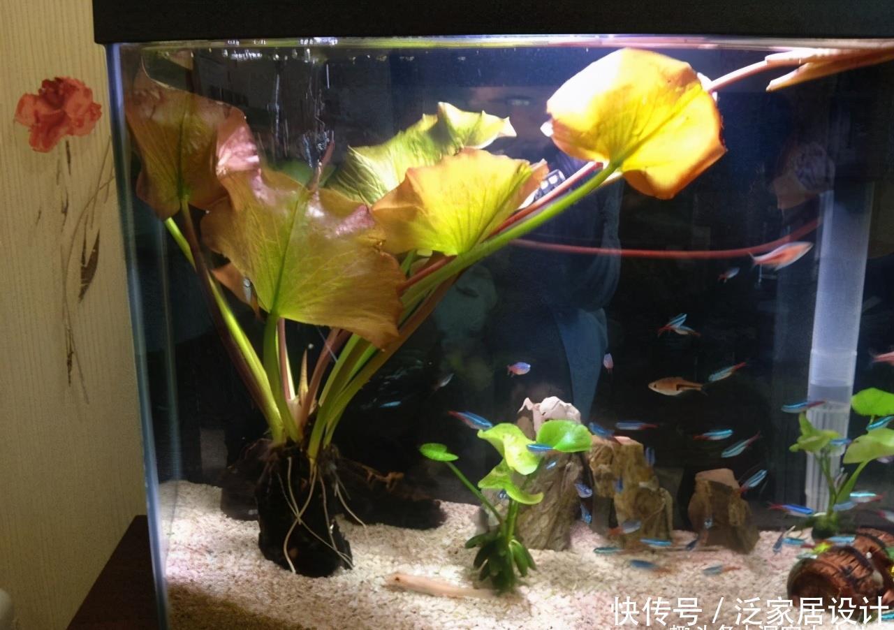 鱼缸有白色灰尘漂浮物 鱼缸有白色灰尘漂浮物