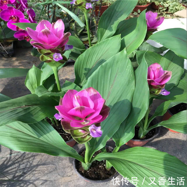 姜荷花|“姜”开花如此美丽!一个小盆种出来,扔花盆就活,漂亮又好养