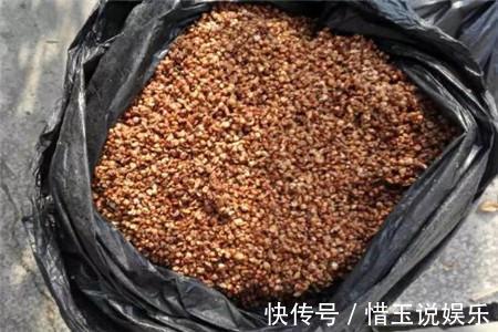 肥力|淘米水浇花,土壤肥力跟不上!加一点小东西,肥力更有效!