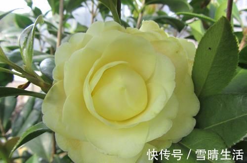 月季|此花是中国传统名花,颜值不输牡丹月季,是家庭盆栽佳品!