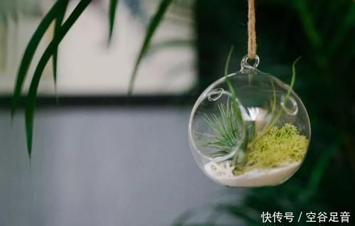 卫生间|卫生间适合养“4种花”,不仅耐旱、易养活,还可除菌、净化废气