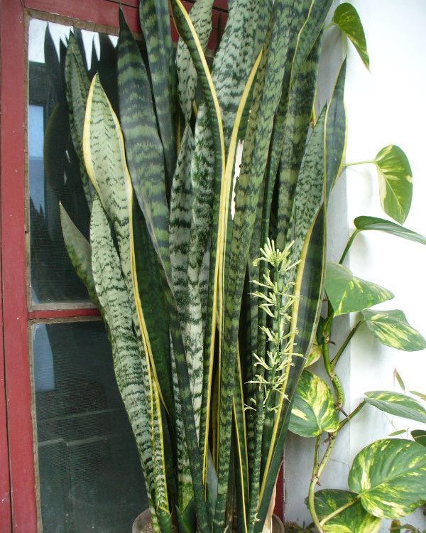 颜色|虎皮兰如何度夏？有2点很关键，叶子颜色更好看，每年都爆盆