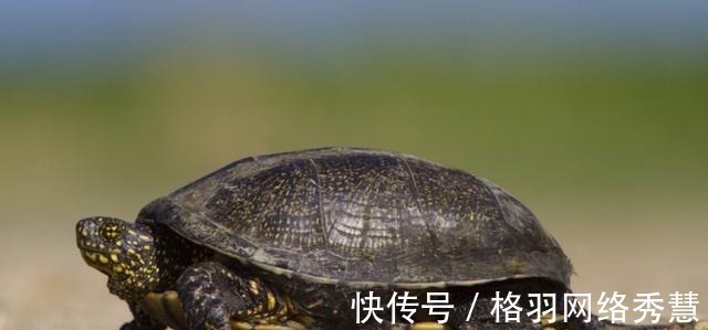 唐僧#在西游记当中,驮唐僧过通天河的老鼋到底是不是乌龟?