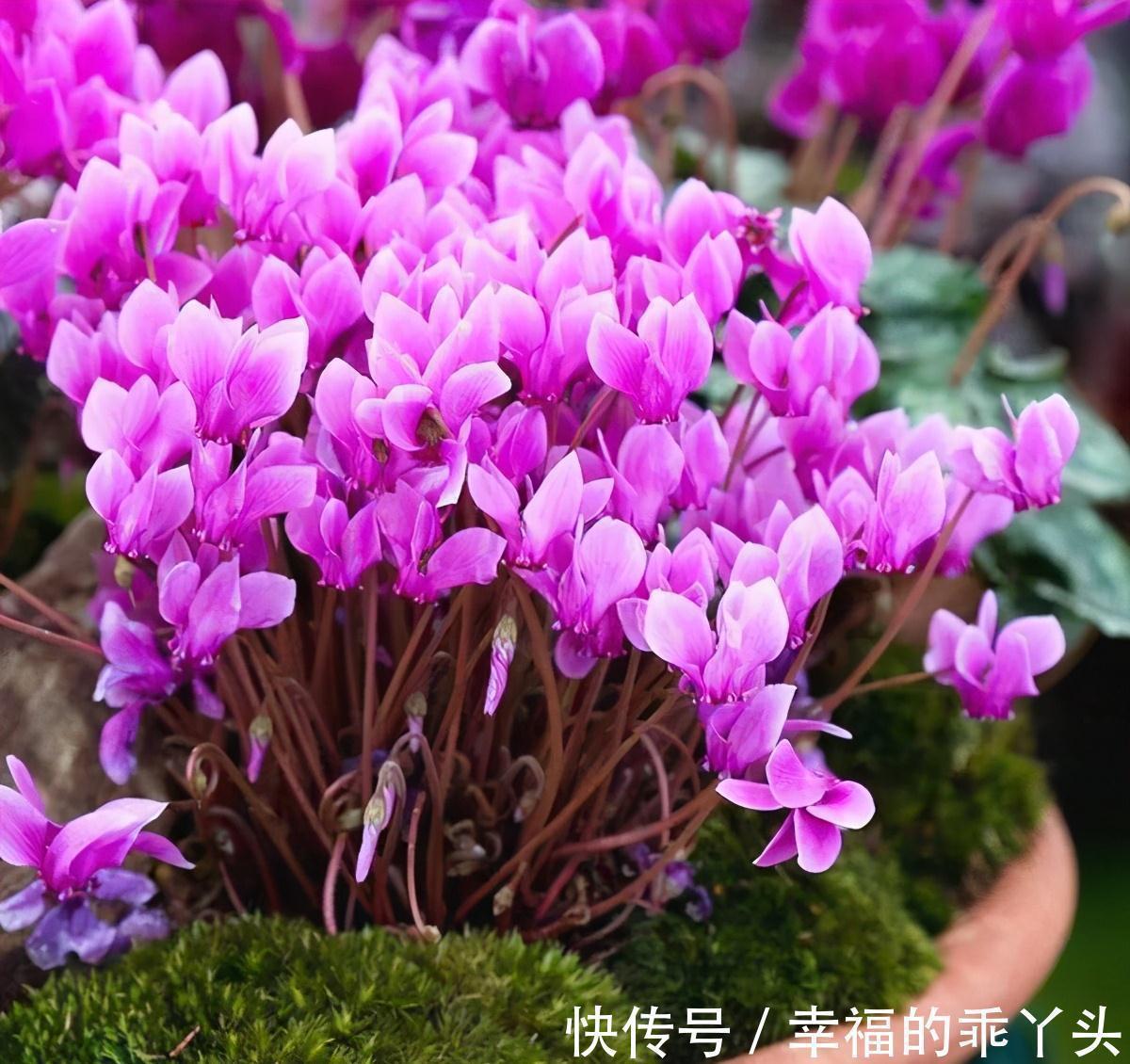 兰花|5种“耐寒花”,好看不怕冻,低温也能爆花,一直开到初夏