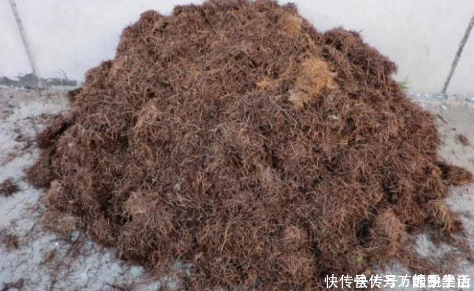 酸性|盆栽花都怕“碱性”,养花学会2个技巧,土壤呈酸性,叶绿开花多