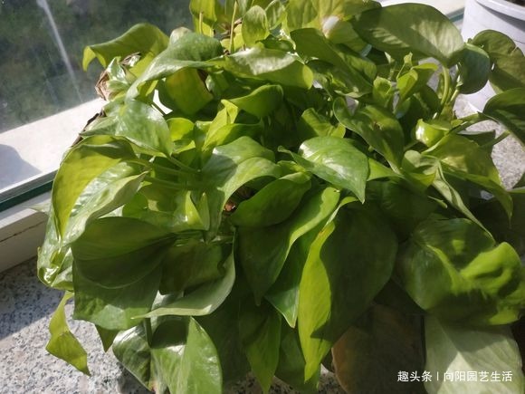 养花的5个“坏习惯”，你中了没，赶紧改掉，否则仙人掌都能养死