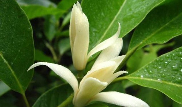 熏得一室香|我国“最香”盆栽花,一不小心就爆盆,家里种2棵,熏得一室香
