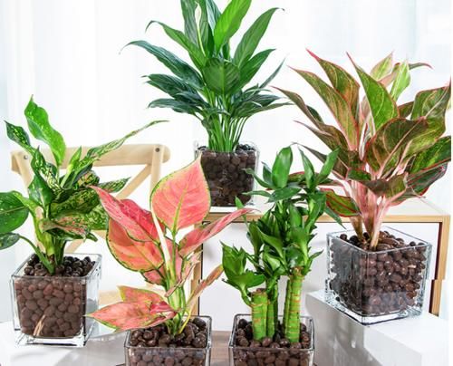 陶粒受花友们的追捧，对于种植植物又有什么作用呢？