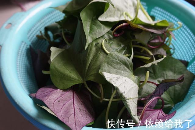 红薯芽苗|经常睡不好，眼睛干涩！春天要多吃“它”，让你一觉无梦睡天亮！