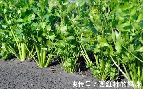 降血压|芹菜到底是降血压还是升血压?别被忽悠了,照下面的方法吃更健康