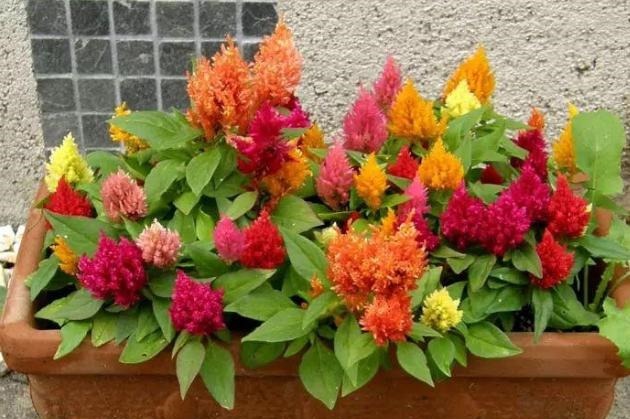 花农养花为啥成本这么低学会用小苏打,几十盆都花不了2块钱