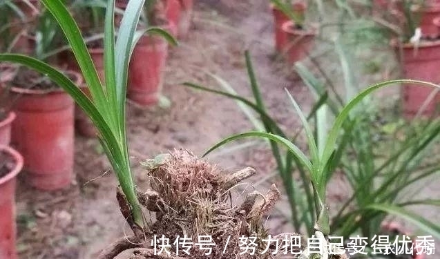 雨水|内炼一口气,不接触土壤都能生根,兰花原来是这么生长的