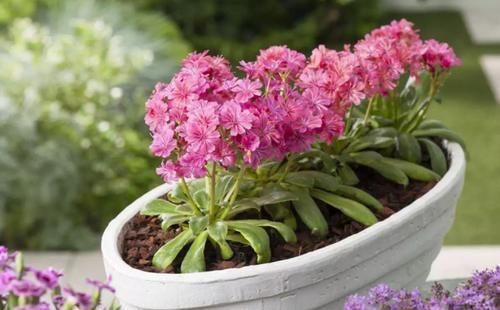 兰花|养花“达人”的“4不”规则,你知道吗?早点落实早受益