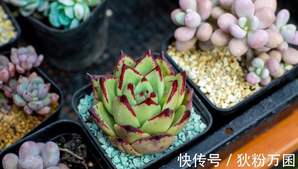 露娜莲|多肉露娜莲怎么养护,掌握4个点,彩色层次分明十分美丽