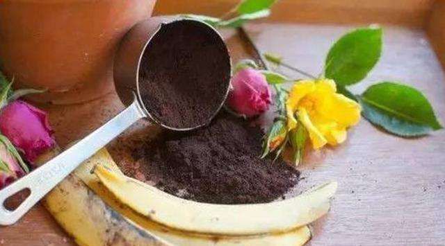 花盆|2块香蕉皮，捣成粉末，花盆撒2把不黄叶不烂根，开花爆盆挡不住