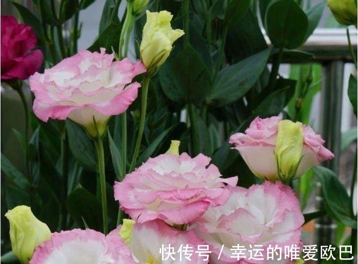 全球最受欢迎的花,漂亮又芳香,花期长,还可阳台盆栽观赏