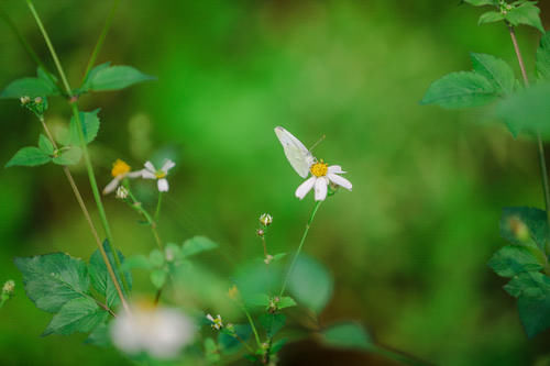 三月烟雨阳朔，油菜花正值盛花期，踏青赏花的好时节