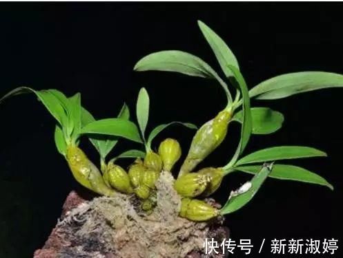 消炎化痰|它是慢性咽炎的“救星”,每天吃一点,消炎化痰, 还你一副好嗓子