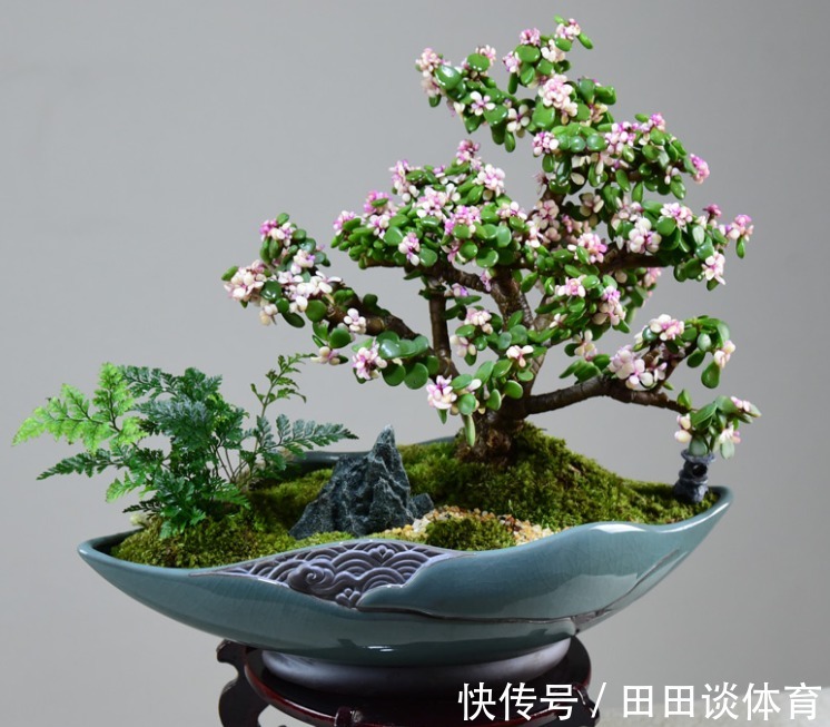 9种“吉利花”,优雅又大气,转运又富贵,养在客厅太“旺家”