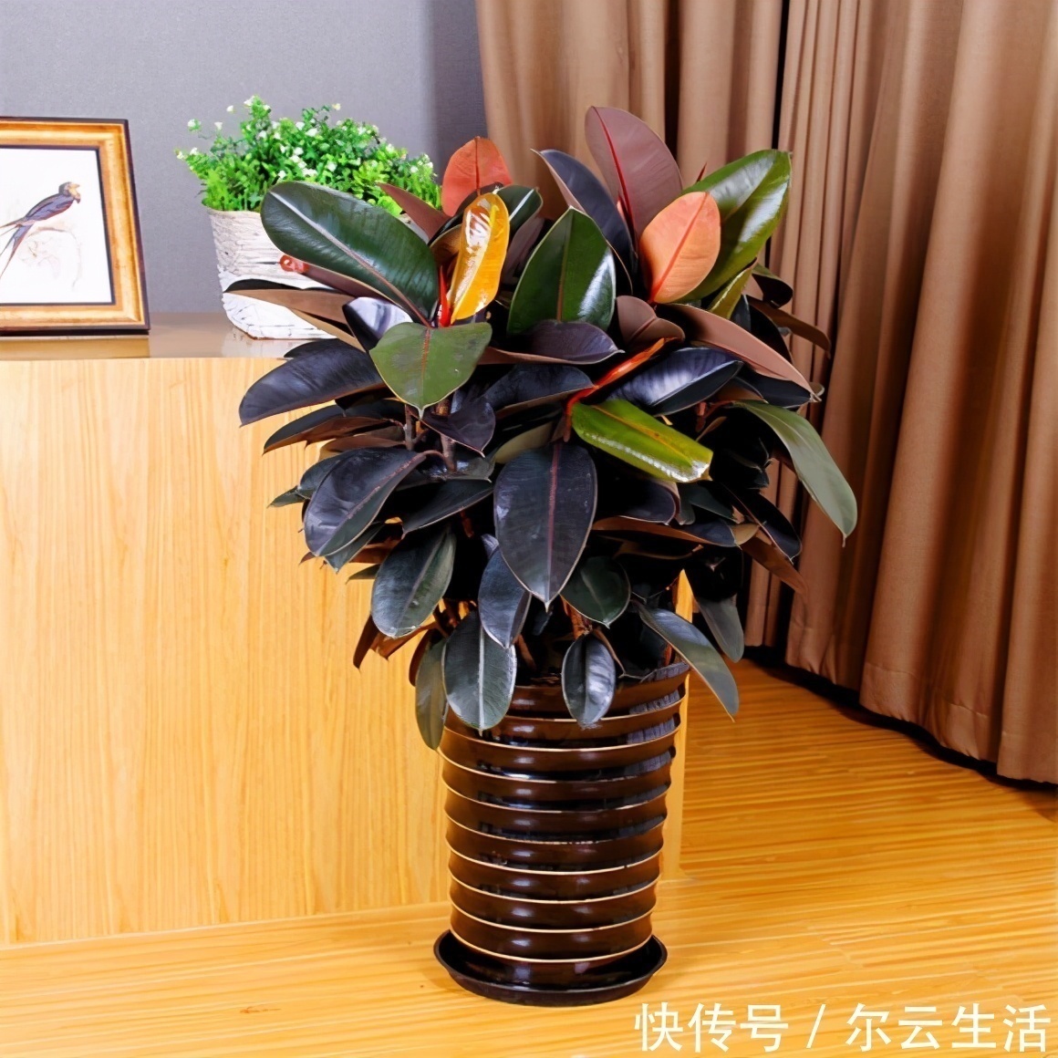 虎皮兰|封闭的楼房养花,首选这6种,都是净化小能手,养在家里利于健康