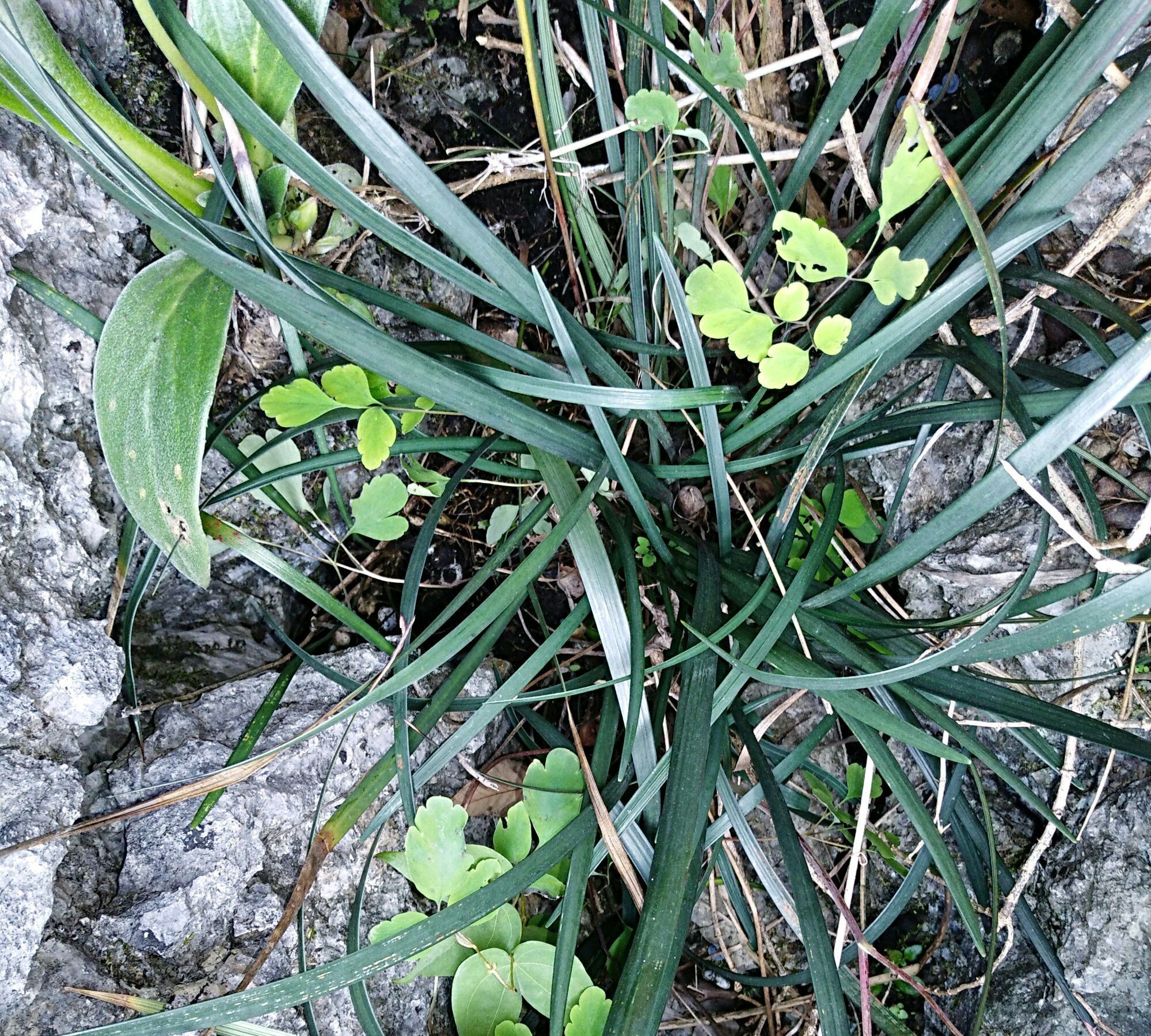 下山兰花上盆前根系怎么处理，下山兰花的上盆养根过程