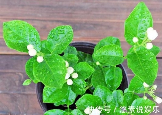 扦插|快死掉的花卉，浇点它有起死回生功效！