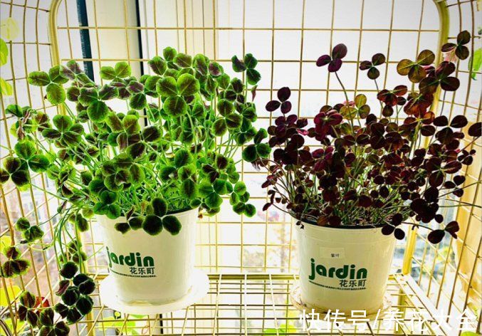 1种绿植叫“幸运草”,晒足太阳就爆盆,叶片像幅水彩画