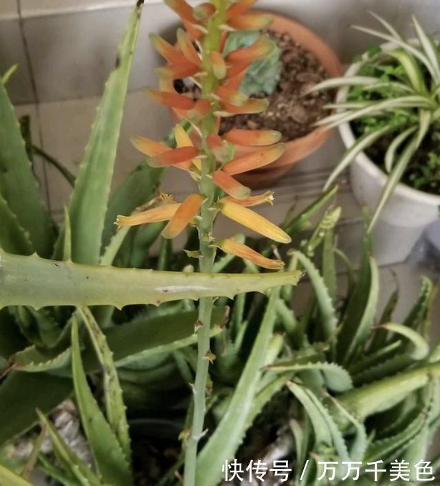 此3种花养家里,粉尘、病菌减少一半,第2种专门吃蚊子