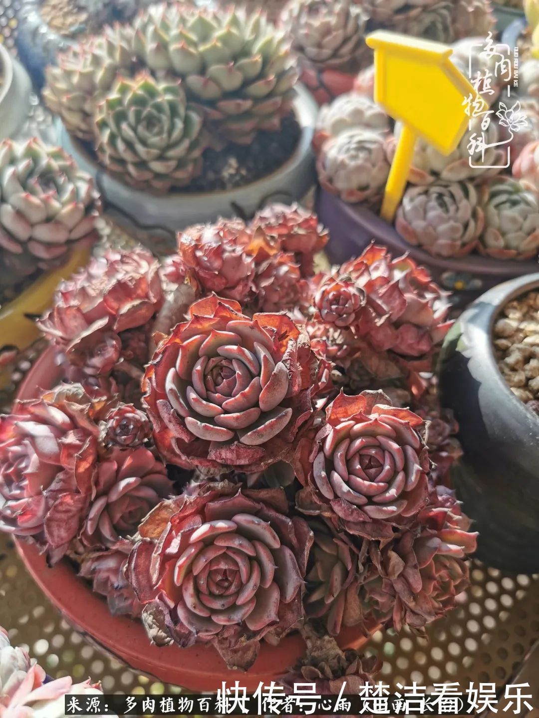 三色堇|懂得珍惜的人,才值得拥有更多美好的事物!养多肉也是如此!