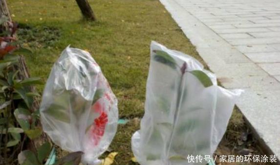  塑料袋|塑料袋养花：6个小方法，看完就有人后悔以前全扔了