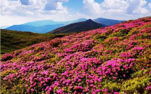 中国十大名花，惊艳千年岁月