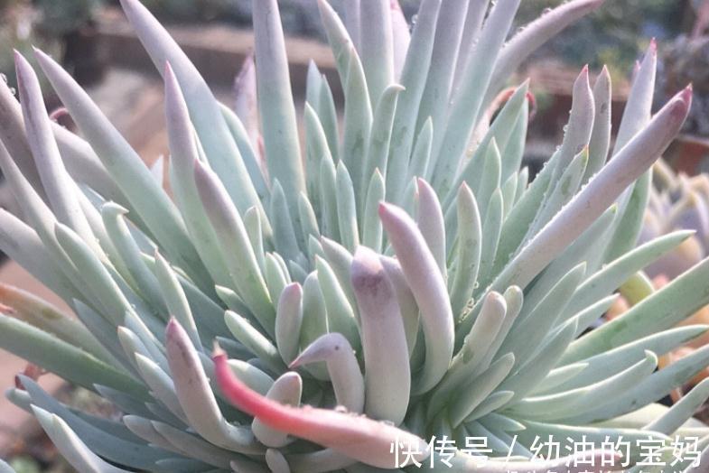 仙女杯多肉爱杜丽丝,有点冷反而适合养!选盆和配土都已帮你想好