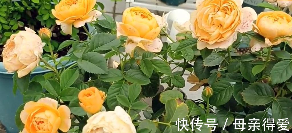 阳台党花友养月季，这两款是首选，节省空间，开花勤快