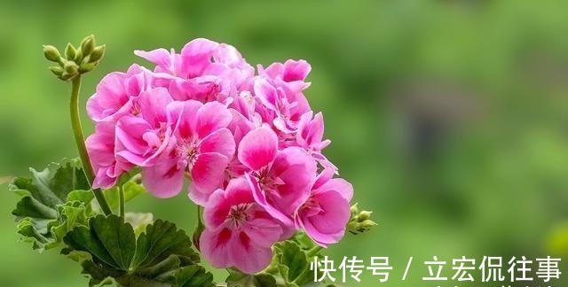 栀子花|家里种上这5种香花, 一年四季不出门都能闻到花香。