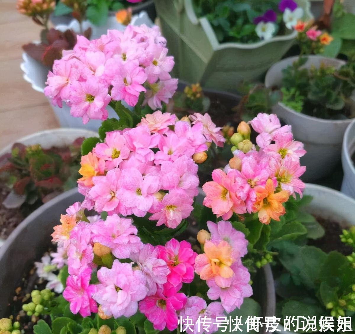 根系|寿命长的“3种花”,最喜欢用小盆栽种,盆越“小”长得越好