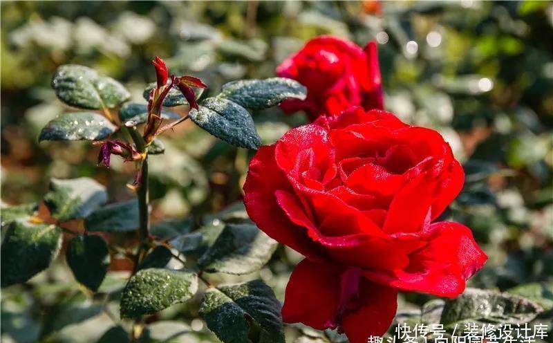 月季花苞小,开花少改善这“3点”,开花翻倍,花瓣又大又艳