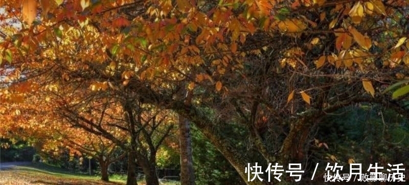 清朝|清朝诗人赵翼最唯美的一首诗,最是秋风管闲事,红他枫叶白人头!