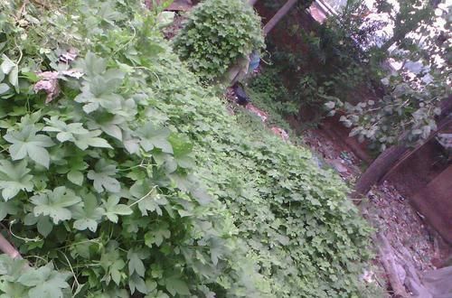 農(nóng)村這種“害草”具有清熱解毒、消腫利尿的功效