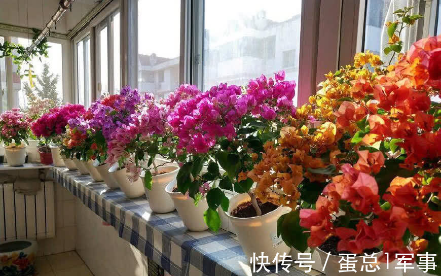 成活率|八九月份,适合扦插“7种花”,成活率高