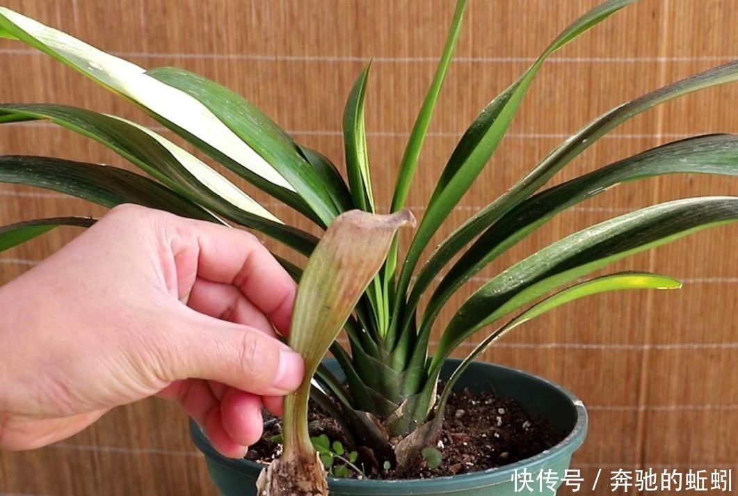 养花|捡来松针土、腐叶土,别急着用作养花,先这么处理才好