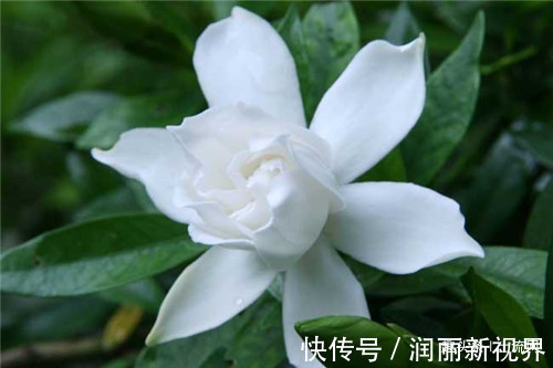 栀子花|栀子花养殖注意事项有哪些发生叶子边缘发黑枯萎的原因是什么