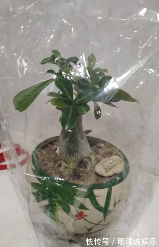 花花|被当成垃圾的塑料袋,其实是个“宝”,用来养花效果好