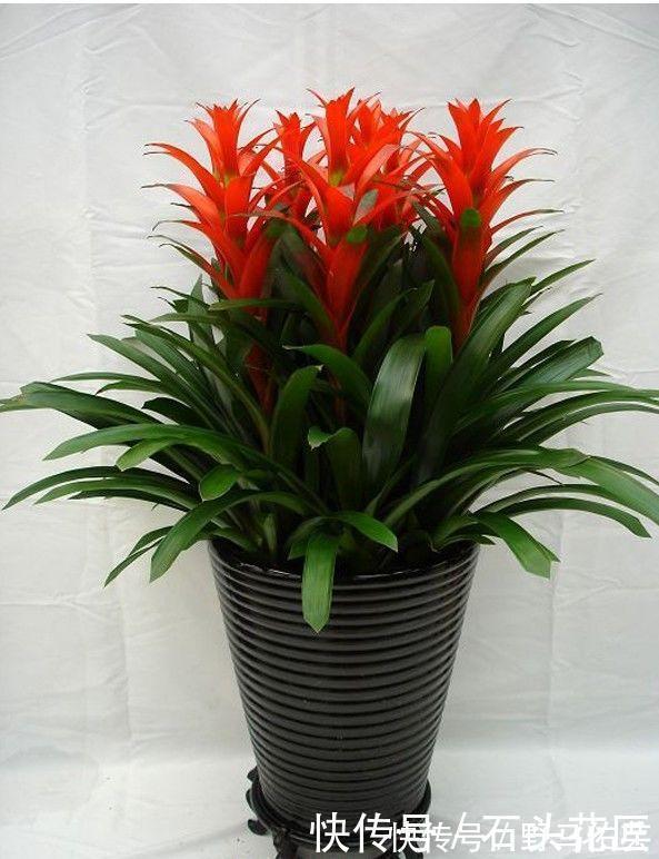 过年之前,给家里养“4种花”,好养好活、寓意红红火火