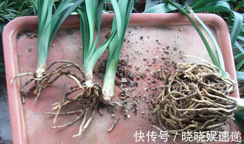 原来君子兰也能修剪根系叶片唰唰剪，开花硕大叶油绿！
