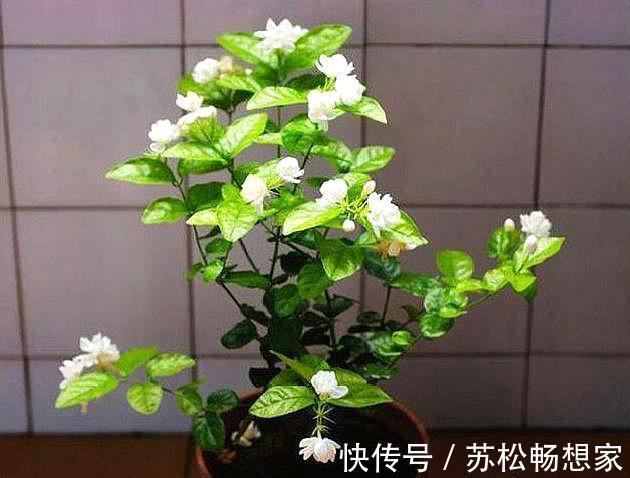 茉莉花叶片“畸形”不能忽视!消除3个“隐患”,花苞长满枝