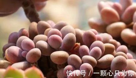 刚买的多肉植物怎么养才不会死,你需要做好这几件事