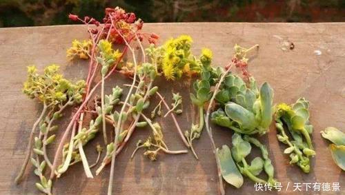 多肉长出“这东西”,及时剪掉,可别舍不得,不然徒长长得丑