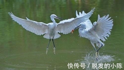 俞紫芝$宋代水平高超的七律，恬静雅丽，技法多样，展现出隐居生活的悠闲