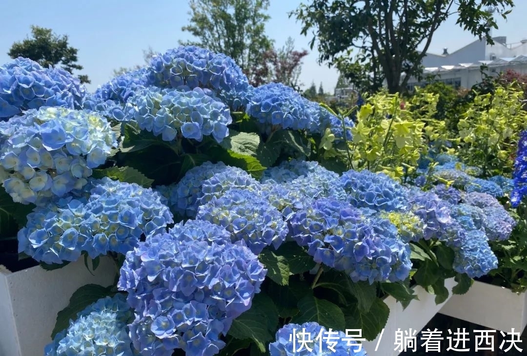 顶芽|冬天养绣球，不能太娇贵，冻一冻旱一旱，花芽挤满盆，开成大花园