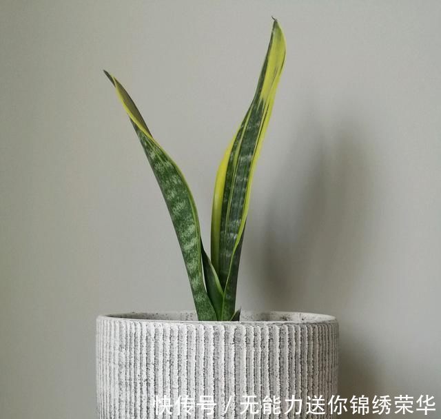 花盆|虎皮兰对花盆居然有选择,选对花盆,虎皮兰抽芽快不烂心